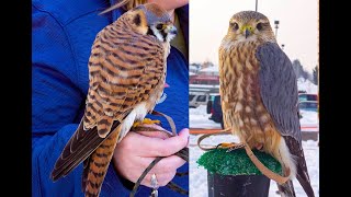 Falconry Kestrels VS Merlins [upl. by Elleon]