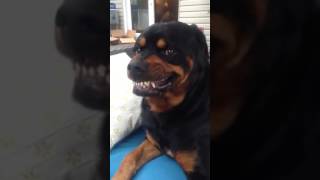 Rottweiler Shows Its Mean Face Angry Rottweiler [upl. by Rhody543]