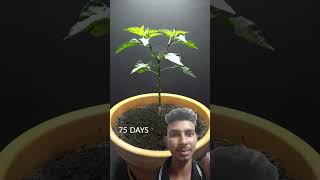 Peter pepper plant time lapse  Petter pepper 🌶️  farming timeslapse shorts [upl. by Laresa]