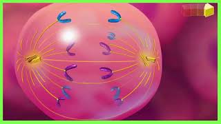 Behind the Scenes of Cell Reproduction Mitotic Cycle Explained  The Magic of Cell Division [upl. by Deyes]