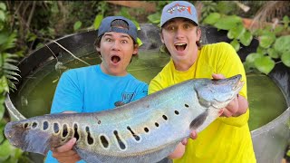 I caught Bass fishing Productions a new pet fish [upl. by Iru]