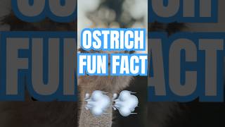 𓅦💨 OSTRICHES ARE HOW FAST❓❓ shorts funfacts [upl. by Armyn360]