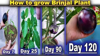 How To Grow Brinjal Plant In a Pot For Terrace Gardening With English subtitle [upl. by Oz306]