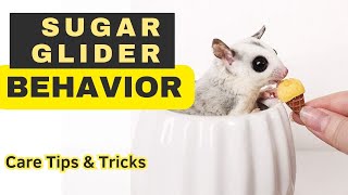 Sugar Gliders are like TODDLERS  care tips and tricks [upl. by Eiramit504]