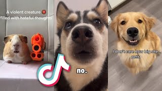 CUTEST Animals from TIKTOK that will MAKE YOUR DAY [upl. by Annerb]