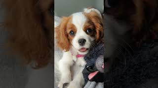 Why Cavalier King Charles Spaniels Are Royaltys Best Friend [upl. by Nazario818]