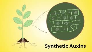 Mode of Action Part 1 Herbicides and Insecticides Hindi [upl. by Refinej]