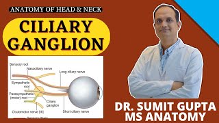 Ciliary Ganglion  Anatomy  Connections  Ciliary nerves [upl. by Yrod853]