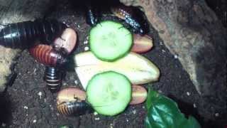 MadagaskarFauchschabe  Fütterung 1  Madagascar hissing cockroach  Feeding [upl. by Gnemgnok]