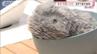 世界で賞を獲得！ AIペット「もふりん」を体験2021年1月15日 [upl. by Lenox318]