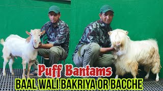 Quality Puff Bantams and Females at Sultan Exotic Aurangabad Maharashtra [upl. by Annairb]