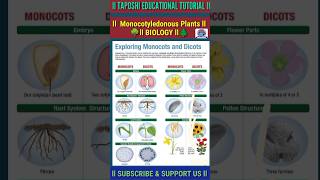 Monocotyledonous Plants ll Biology ll Science ll Class 4 To 10 ll shorts biology science [upl. by Nonregla]