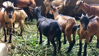 Best Way To Feed Goats In Nigeria [upl. by Mikal]