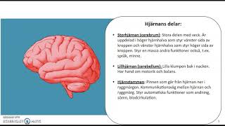 Biologisk psykologi  del 1 [upl. by Poul381]