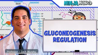 Metabolism  Regulation of Gluconeogenesis [upl. by Aiuqet771]