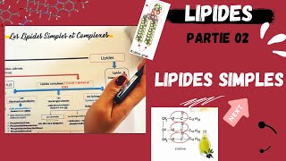 📣3 Les Lipides Partie 02  Les Lipides Simples Triglycerides اقوى شرح لللبيدات😍 LIPIDS [upl. by Renmus]