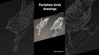 Pardalote birds  birddrawing pendrawing [upl. by Gilson]