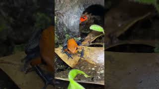 ADORABLE BUT POISONOUS TINY DART FROG EATS HUNDREDS OF LITTLE CREATURES Oophaga pumilio shorts [upl. by Narud]