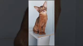 Abyssinian Ruddy Kitten [upl. by Ybreh155]