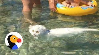 Cat Swims at the Beach  The Dodo [upl. by Notnarb]