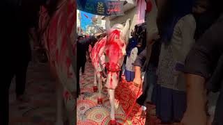 Zuljanah e imam hussain as shortvideo [upl. by Yonah]