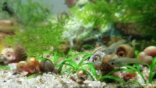 Guppies Ramshorn snails planted aquarium [upl. by Angelia]