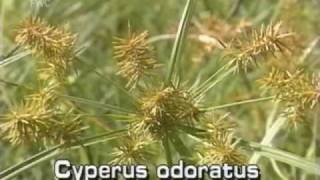 flat sedge Cyperus odoratus [upl. by Jerome]