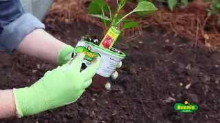 How to Plant Peppers [upl. by Svend372]