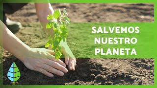 Qué es la REFORESTACIÓN y su IMPORTANCIA 🌲🌳 ¿Cómo podemos ayudar 🌏 [upl. by Aikrehs]