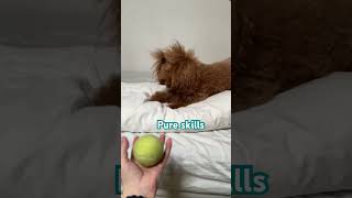 Nero throws ball [upl. by Paquito]