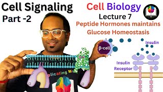 Cell Signaling Part 2  How Insulin amp Glucagon regulates Blood Glucose Level  Peptide Hormones [upl. by Barrie953]