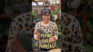 Para de tirar la cáscara de este vegetal shorts plants garden [upl. by Eilesor]