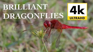 Stunning Dragonflies in 4k [upl. by Ayn]