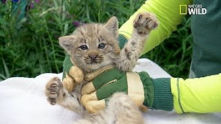 Trop chou  Examen de 4 bébés lynx [upl. by Demott]