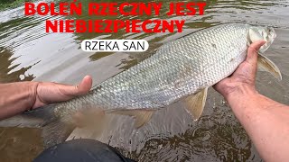 Boleń rzeczny jest niebezpieczny PZW RZEKA SAN ASP FISHING [upl. by Nanci681]