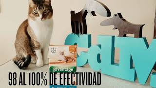 Advantage pipeta para gatos hasta 4 kg [upl. by Aivizt]