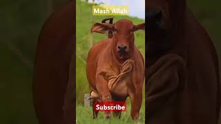 HAHvlogs272 anshara hooria hamza naatqawwali kalampak subscribe [upl. by Eenaj]