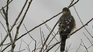 081024 2 Juv SharpShinned Hawk Kent Wa 0292162 [upl. by Lattonia991]