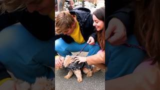 Dani e Robbi portano a fare una passeggiata il cane che hanno adottato e ha fatto la cacca shorts [upl. by Aivatnuahs]