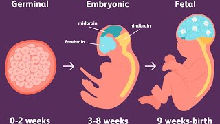 FERTILISATION AND EMBRYONIC DEVELOPMENT  3D ANNIMATION  CLASS 12  BY JYOTI MADDHESHIYA 😊👍 [upl. by Seraphim]