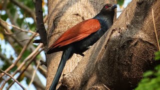 Greater coucal Call [upl. by Wind]