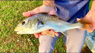 Fish in the brackish water community pond [upl. by Rahs68]