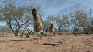 ► Deux émeus et une autruche qui dansent avec une peluche électrique [upl. by Eversole827]