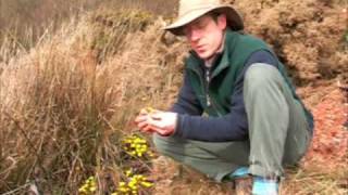 About Coltsfoot Tussilago farfara  Chris Holland [upl. by Negriv]