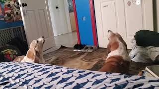 My Howling Basset Hounds [upl. by Bound]