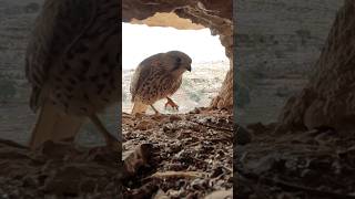 Common kestrel nest in the mountains of Iran  Part 2 wildlife birdwatching birds birdsounds [upl. by Fotzsyzrk]