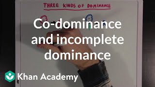 Codominance and Incomplete Dominance  Biomolecules  MCAT  Khan Academy [upl. by Okorih9]