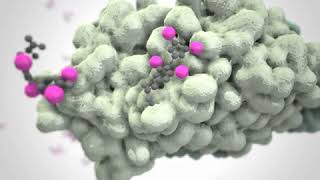 thyroxinebinding globulin complex with thyroxine [upl. by Caddaric790]