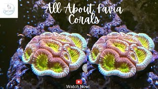 All about Favia corals [upl. by Grimes342]