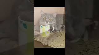 Funniest Cats 2024 😹 New Funny Animals 🤣 [upl. by Notffilc]